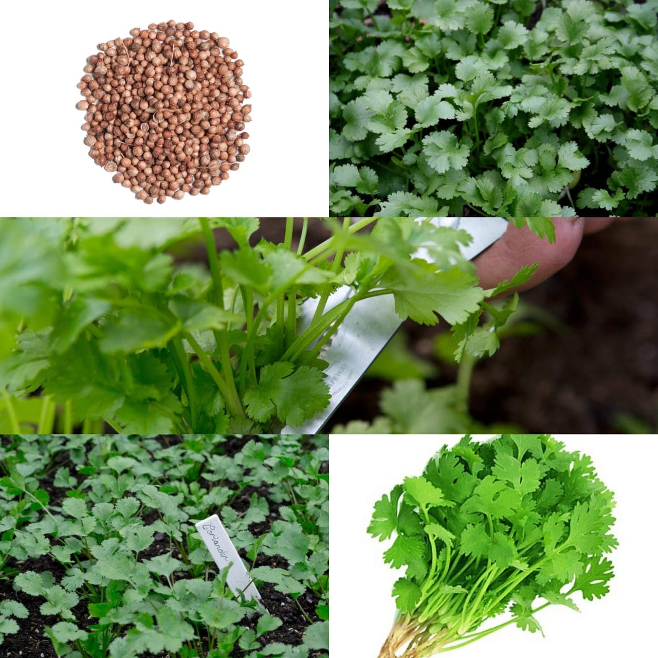 coriander seeds for home garden (3000 Seeds) (B0CCM79YKK) Amazon Price History, Amazon Price Tracker