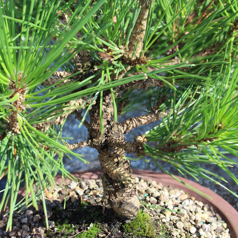 Japanese Black Pine