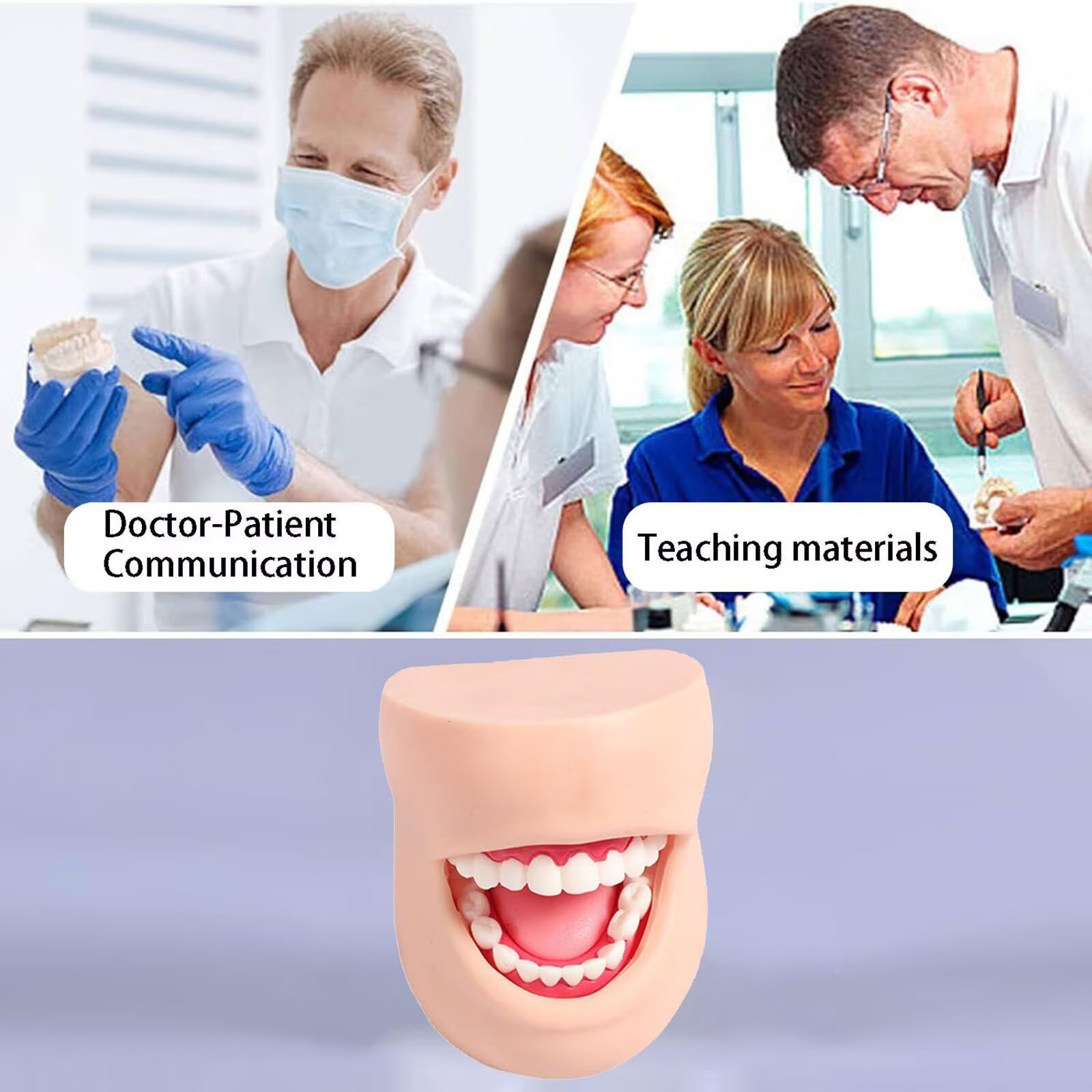 Modelo para Dentistas-Modelos Dentales Humanos De Resina para Demostraciones OdontolóGicas.