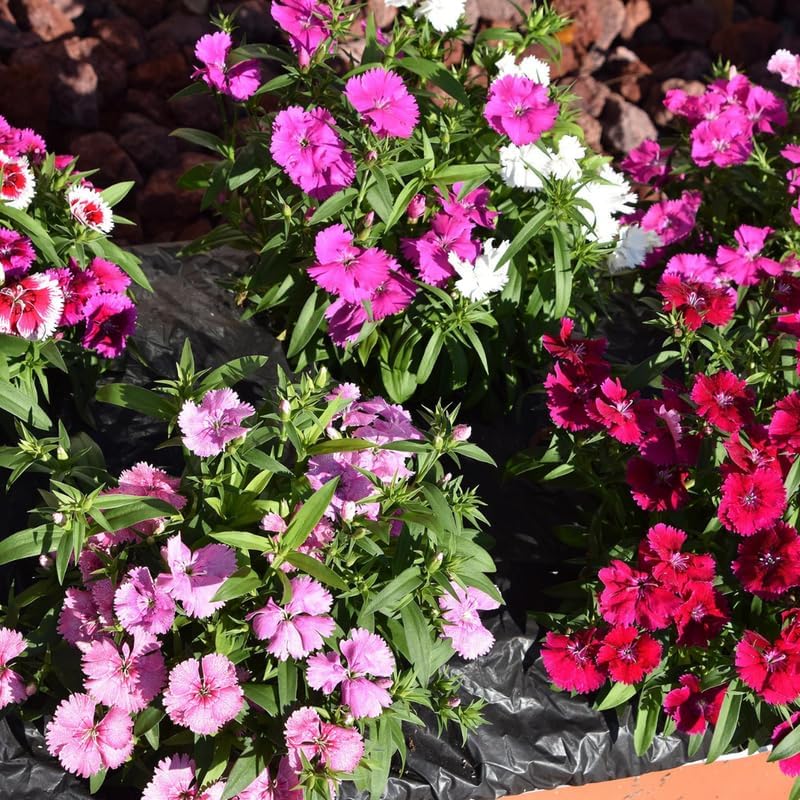 Set 4 Mixed Dwarf Dianthus Perennial Plants Live, Dianthus Live Plants for Outside Planting, Pink White Red Dianthus Color, Dianthus Flower Plant Live, Zones 3 to 9