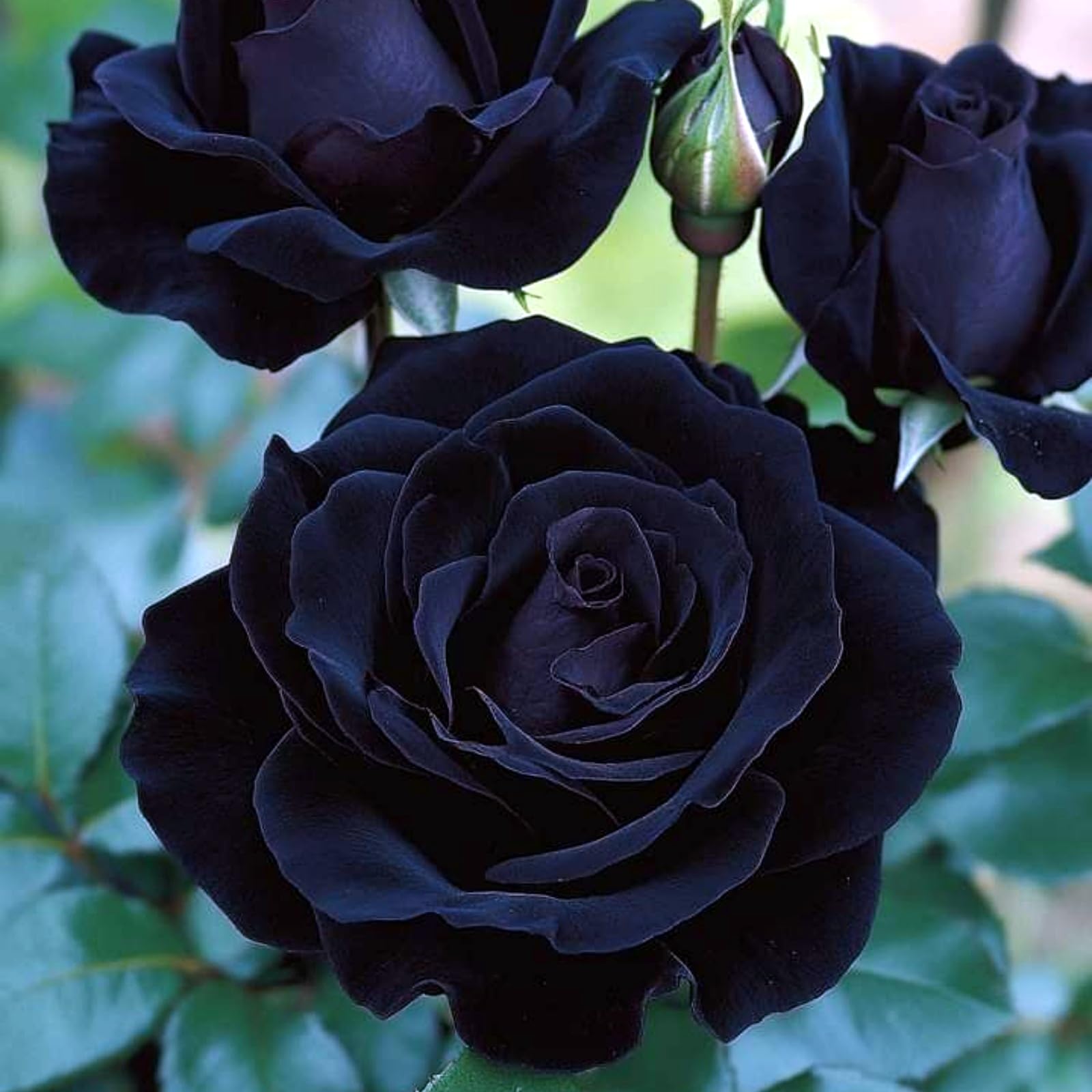 Rose Rhizome Flowers, Hardy Perennial, Garden Decoration, No Watering Required, Professional Planting, Suitable for Spring and Autumn-2 Rhizome-F