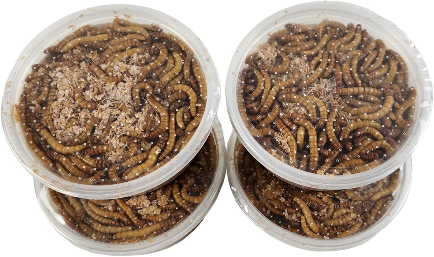 Josh's Frogs Giant Mealworms (250 Count)