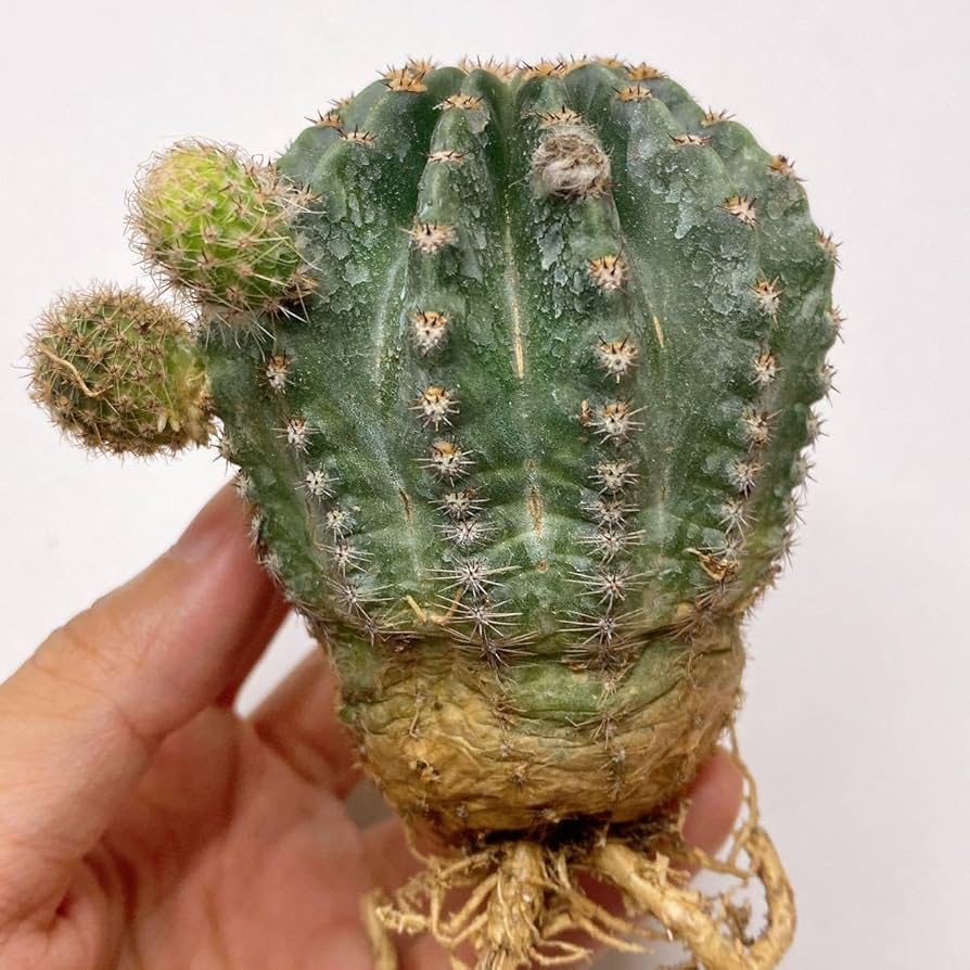 多肉植物　花サボテン　ロビビア属　L-22 （カキコ） 多肉植物 花サボテン ロビビア属 L-22 （カキコ）