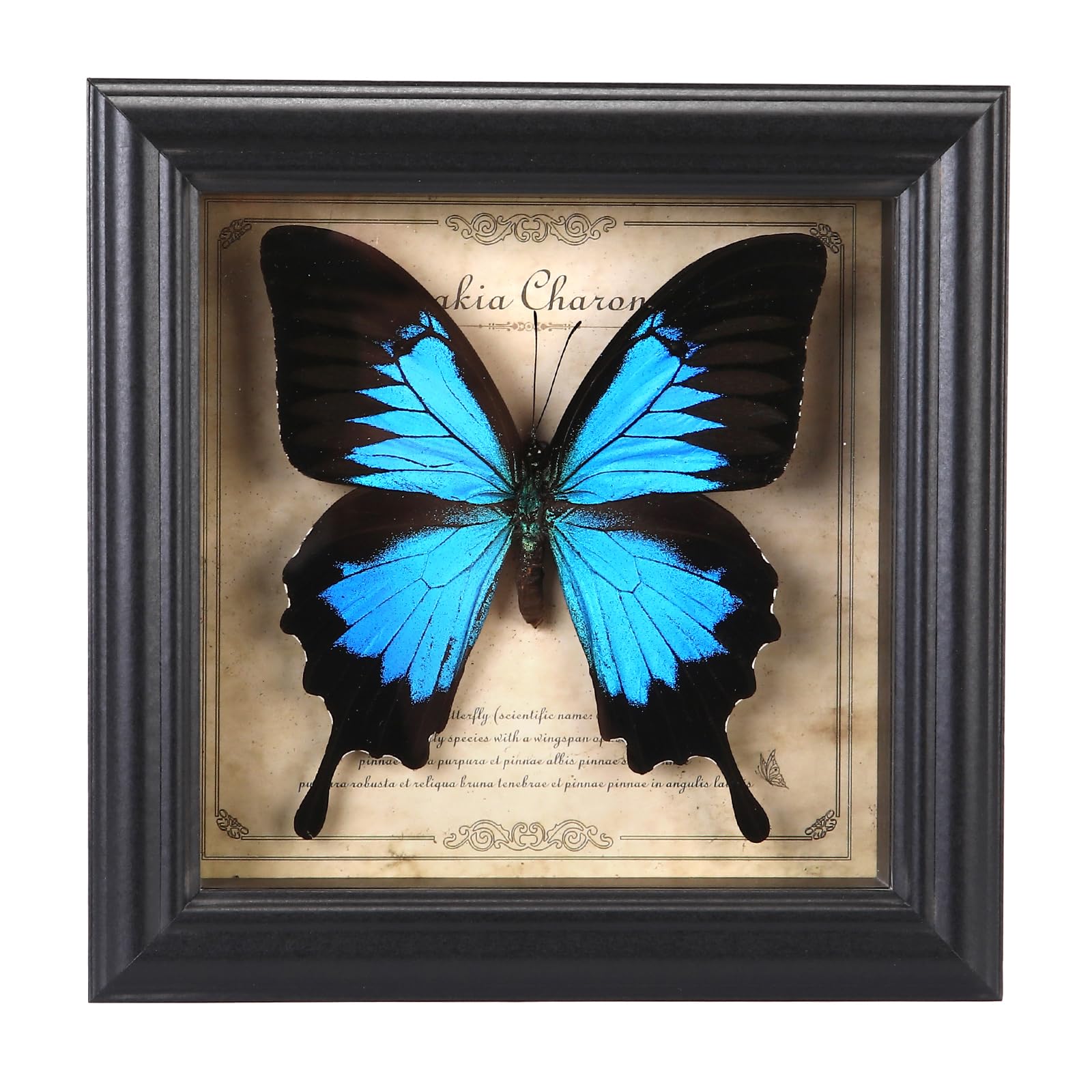 Marco de fotos de espécimen de mariposa, caja de sombra de mariposa real (mariposa de golondrina celestial)