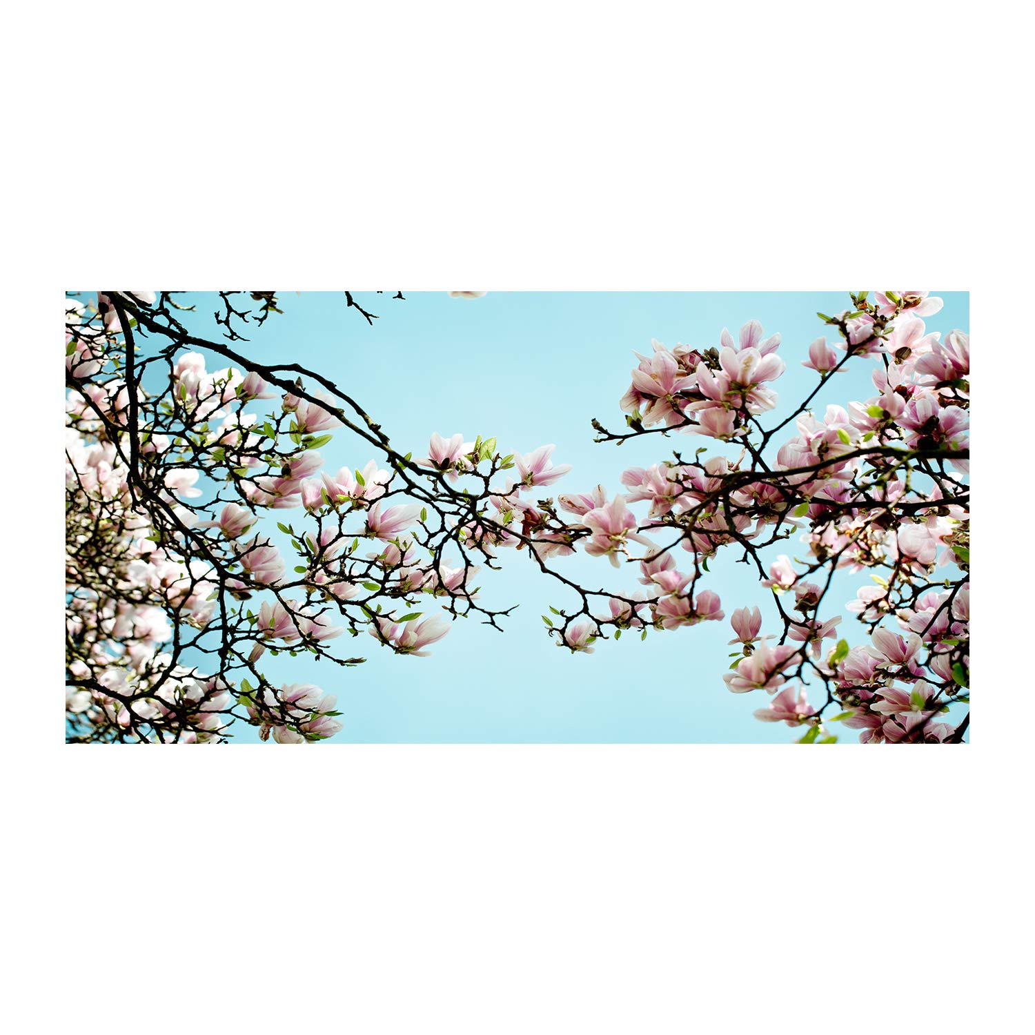 Tableau fleurs de magnolia Tulup 140x70 image verre plastique déco murale