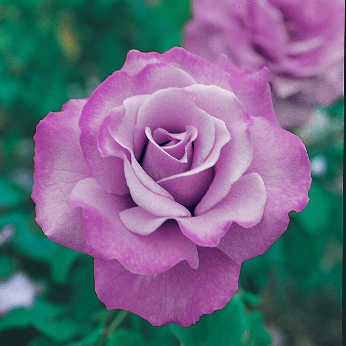Amazon.com : BRECK'S - Angel Face Dormant Bare Root Floribunda