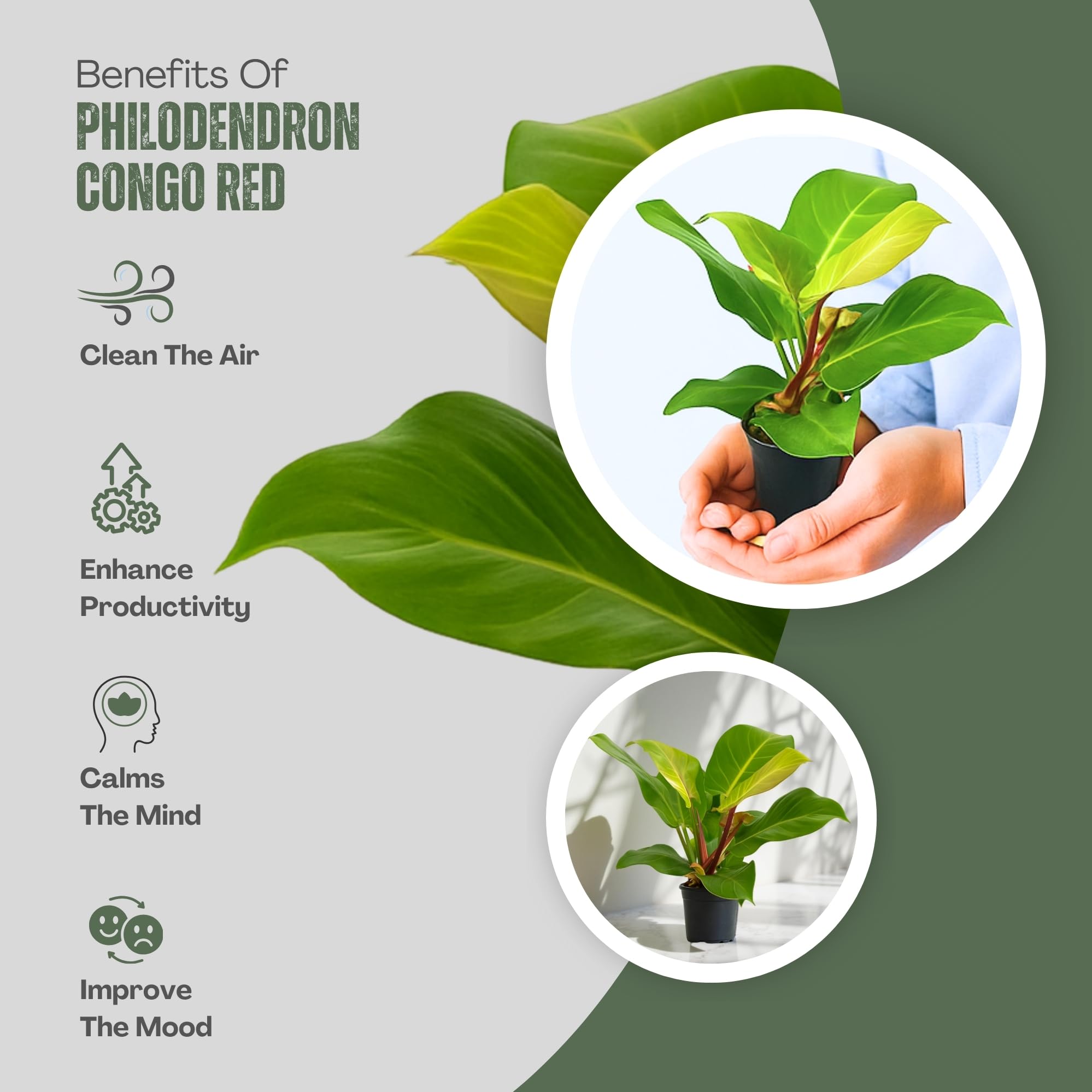 buy florida beauty philodendron 4" Philodendron Florida Beauty 'Sunrise'