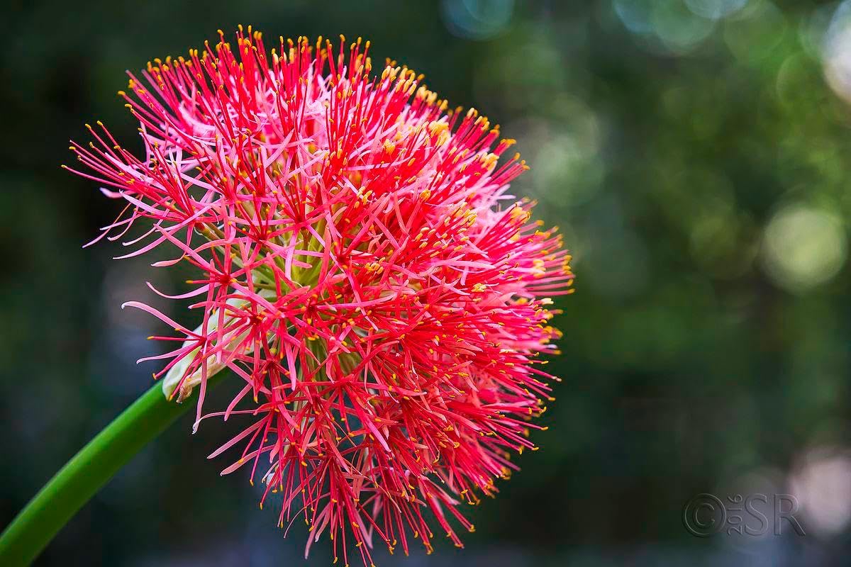 Ritz Farming® Football lily flower bulbs | Red color Flowering seeds for Gardening (PACK OF 4 BULBS) (B0CR9YF11W) Amazon Price History, Amazon Price Tracker