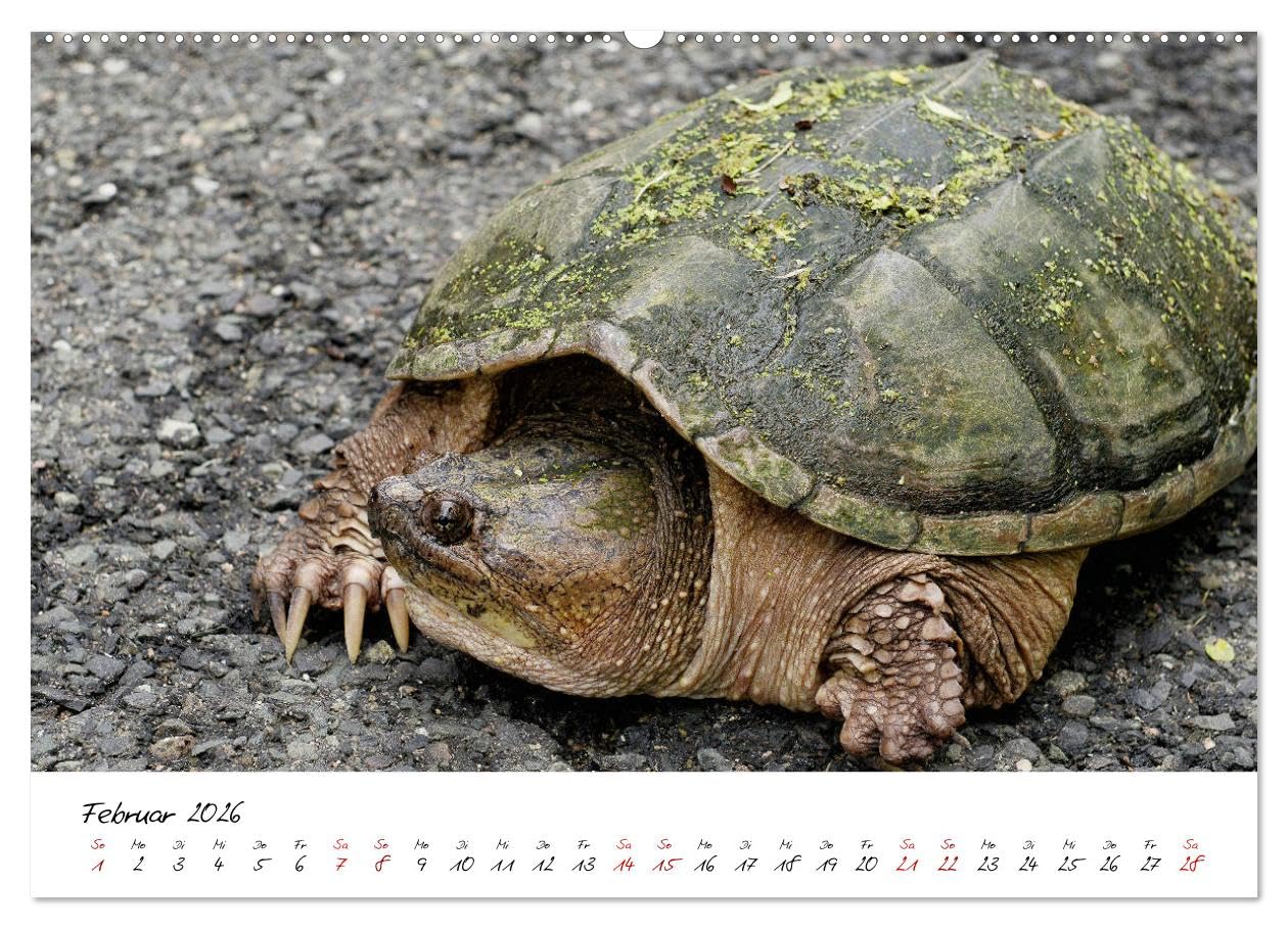 USA Ostküste Ein Road Trip (Wandkalender 2026 DIN A2 quer), CALVENDO Monatskalender: Mit diesen Bildern erwartet Sie ein fantastisches Abenteuer durch die Oststaaten der USA (CALVENDO Orte)