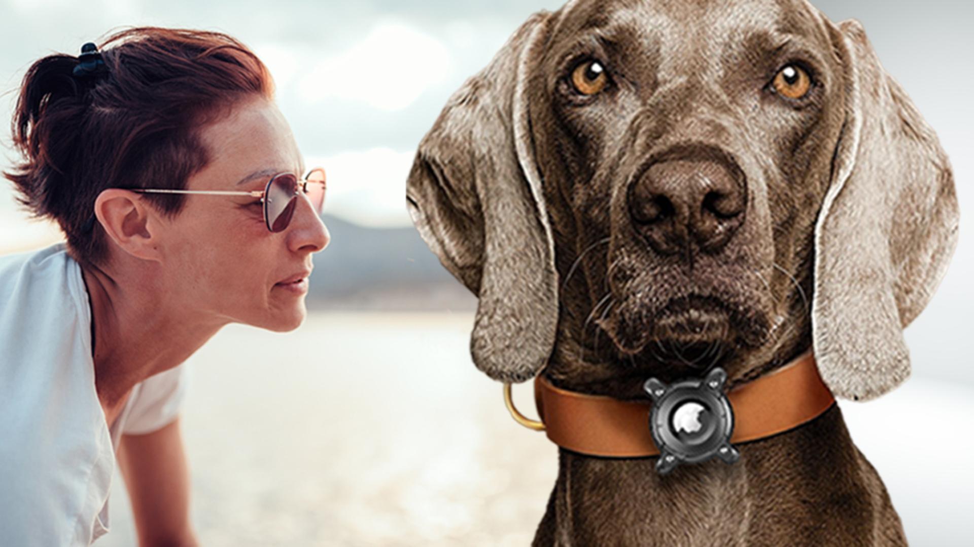 Amazon.com: DEERLET Airtag Dog Collar Holder - IPX8 Waterproof