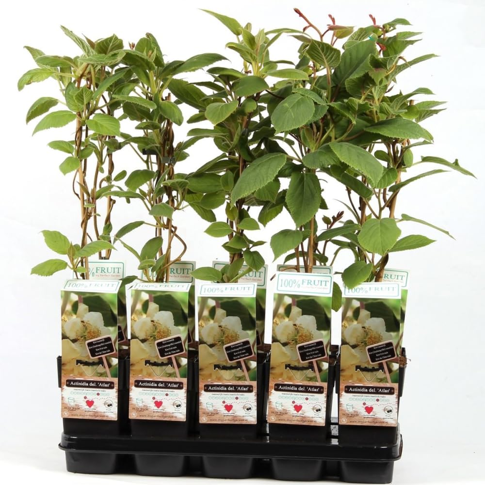 Kiwi 'Atlas' Male Variety - Essential Pollinator with Fragrant Flowers | Hardy Vine for Pollination 15cm Pot x 2 by Thompson & Morgan