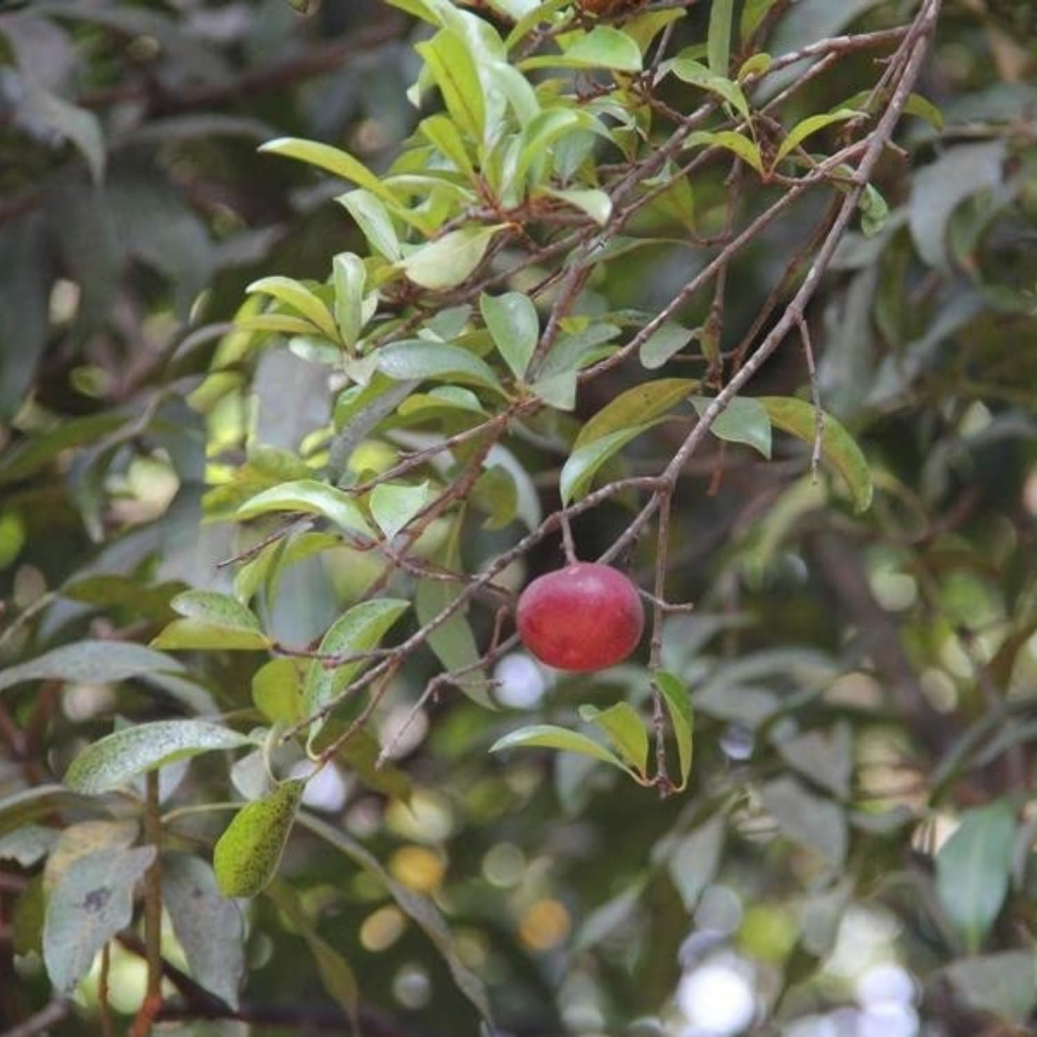 Hug A Plant | Raja Puli (Garcinia Indica) Kokum Fruit Live Plant (Home & Garden) (B0CJXGMH3V) Amazon Price History, Amazon Price Tracker