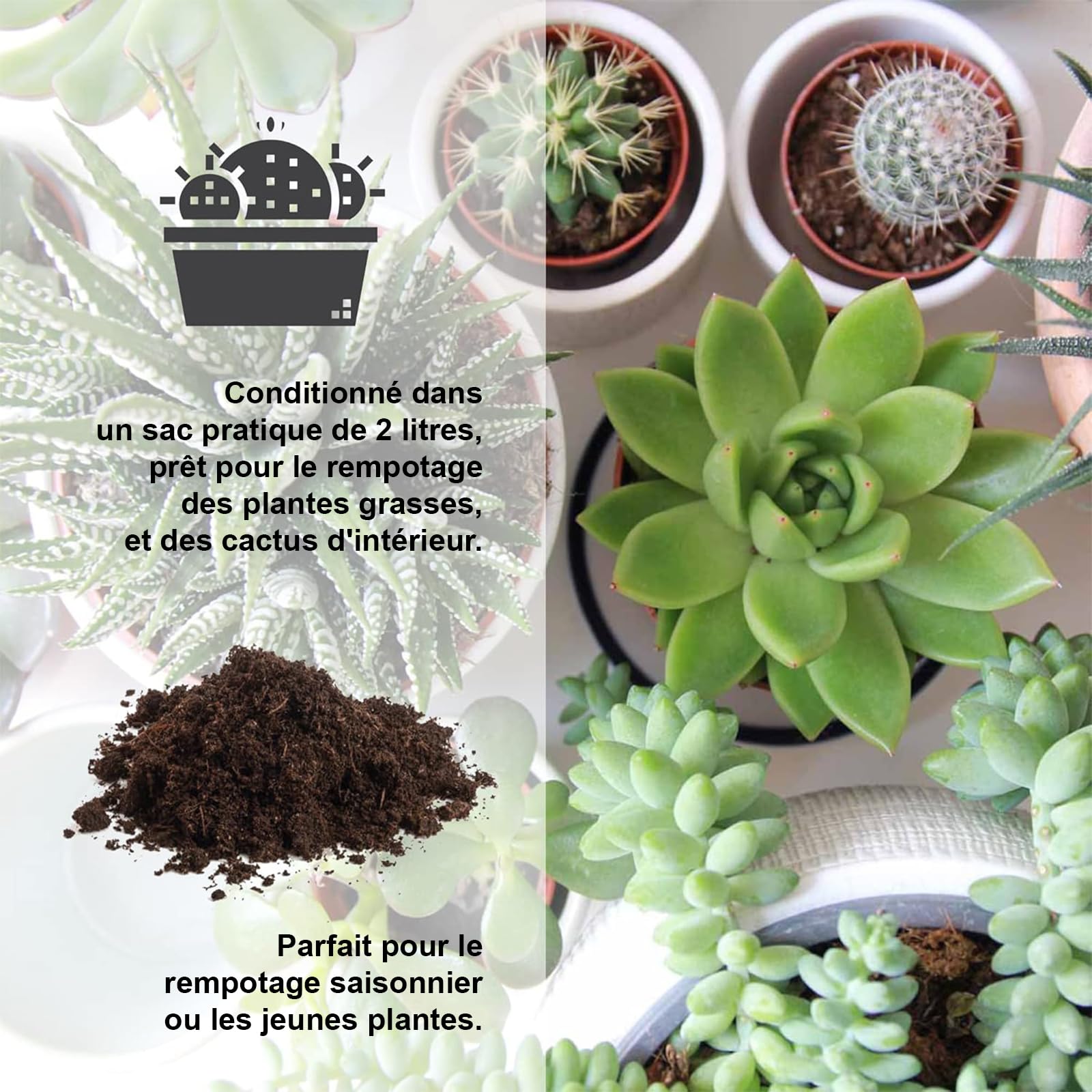 Kalapanta Terreau Cactus, Plantes Grasses, Succulentes et Cactées, 2L - 100% Naturel et Biologique, Parfait pour Les Plantes succulentes et Les Cactus d'intérieur et d'extérieur