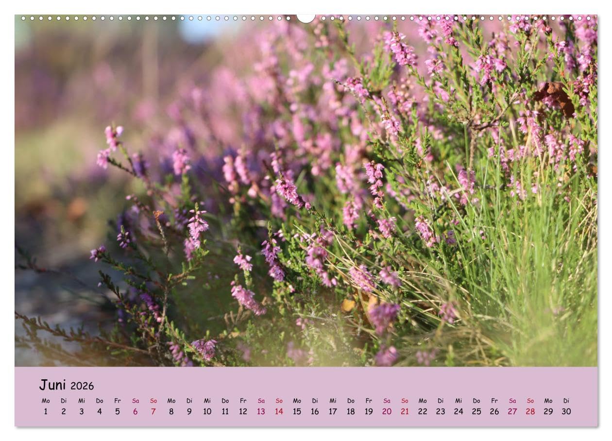 Lüneburger Heide Wege (hochwertiger Premium Wandkalender 2026 DIN A2 quer), Kunstdruck in Hochglanz: Einzigartige Heidelandschaft erleben (CALVENDO Natur)