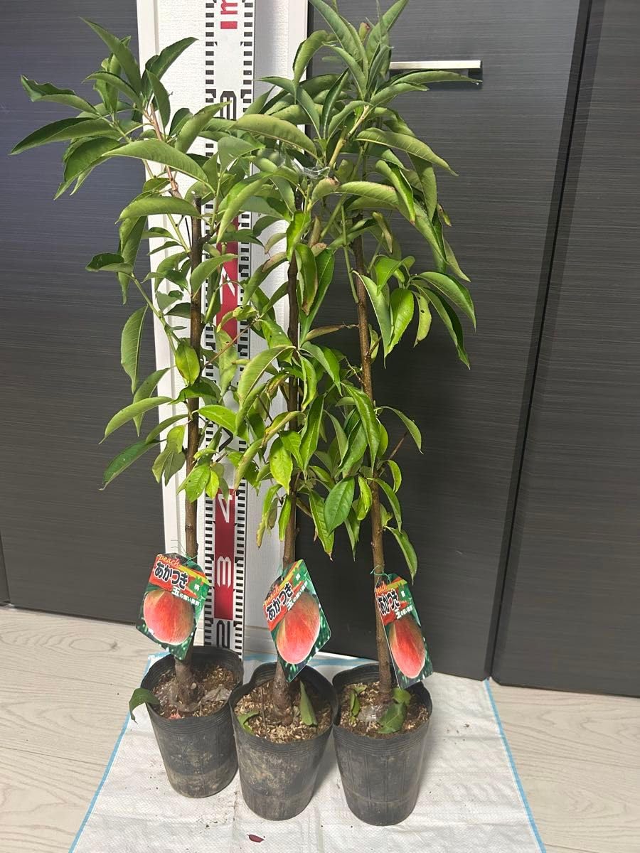 Amazon｜桃 苗木 あかつき 3本セット 果樹苗 家庭菜園｜観葉植物