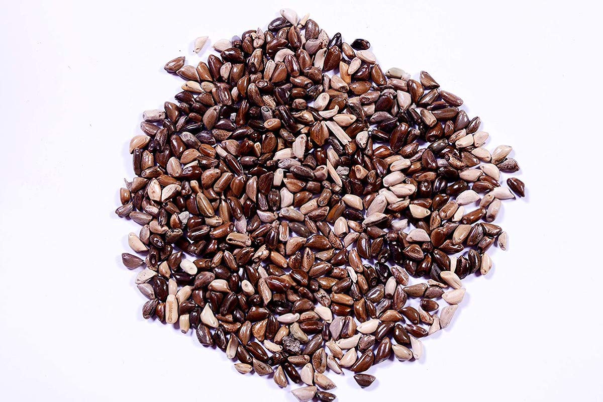 Green India Napier Grass Seeds, Elephant Grass Seeds, Pennisetum Purpureum Grass Seeds - Pack Of 100 Gram (B086BKJQ3G) Amazon Price History, Amazon Price Tracker
