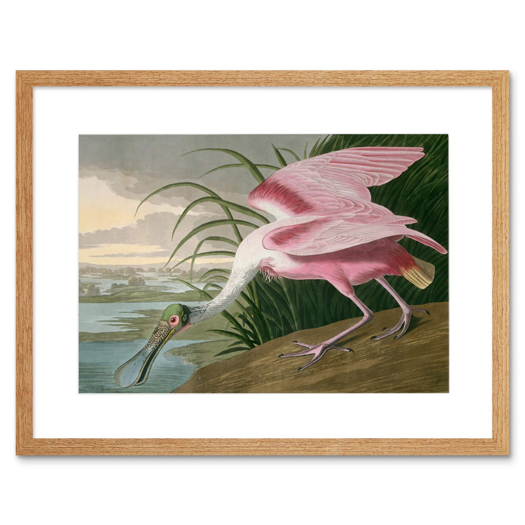 Wee Blue Coo Painting Bird Audubon Roseate Spoonbill Framed Wall Art Print