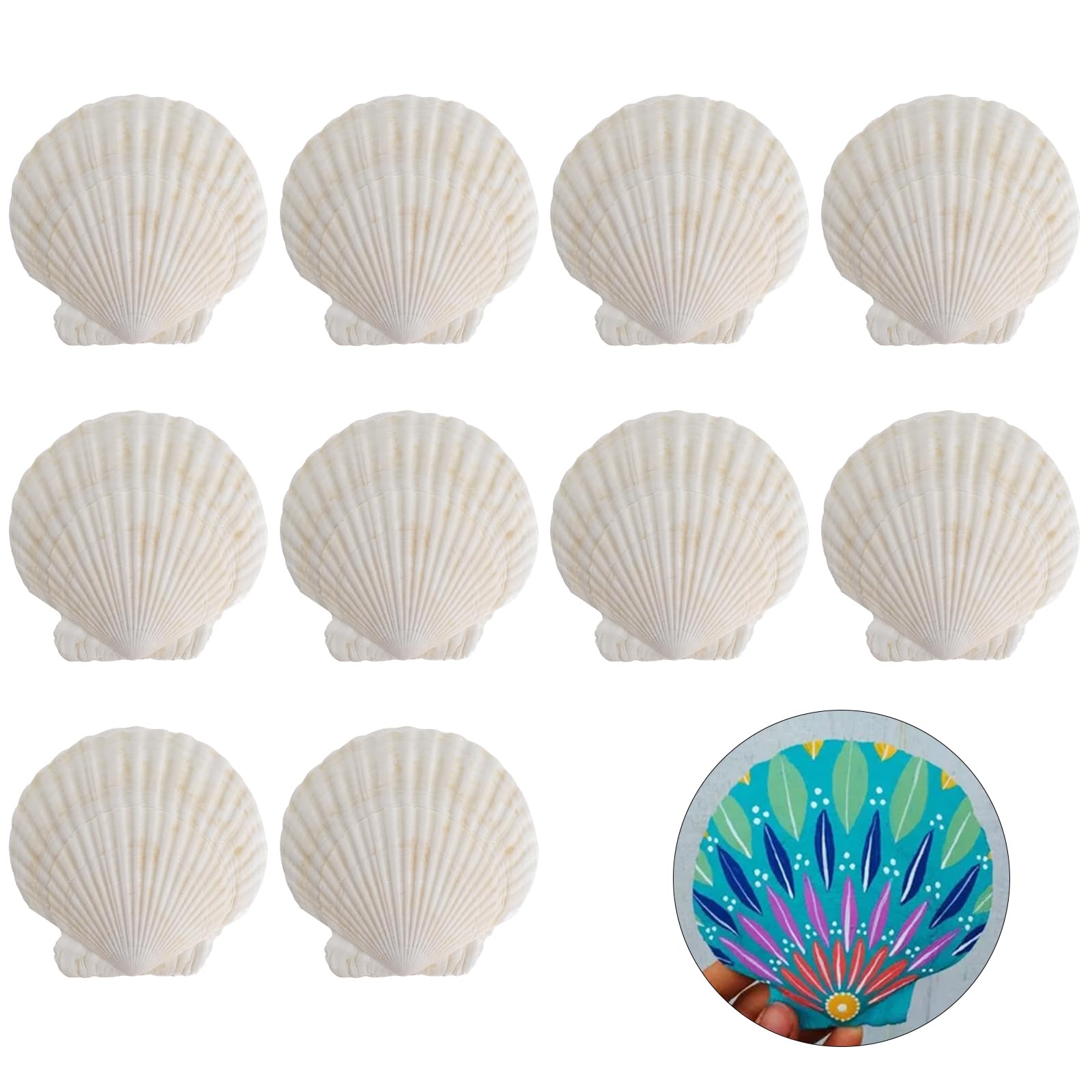 15 Große Jakobsmuscheln 6x7cm - Natürliche Muscheln Zum Bemalen & Basteln