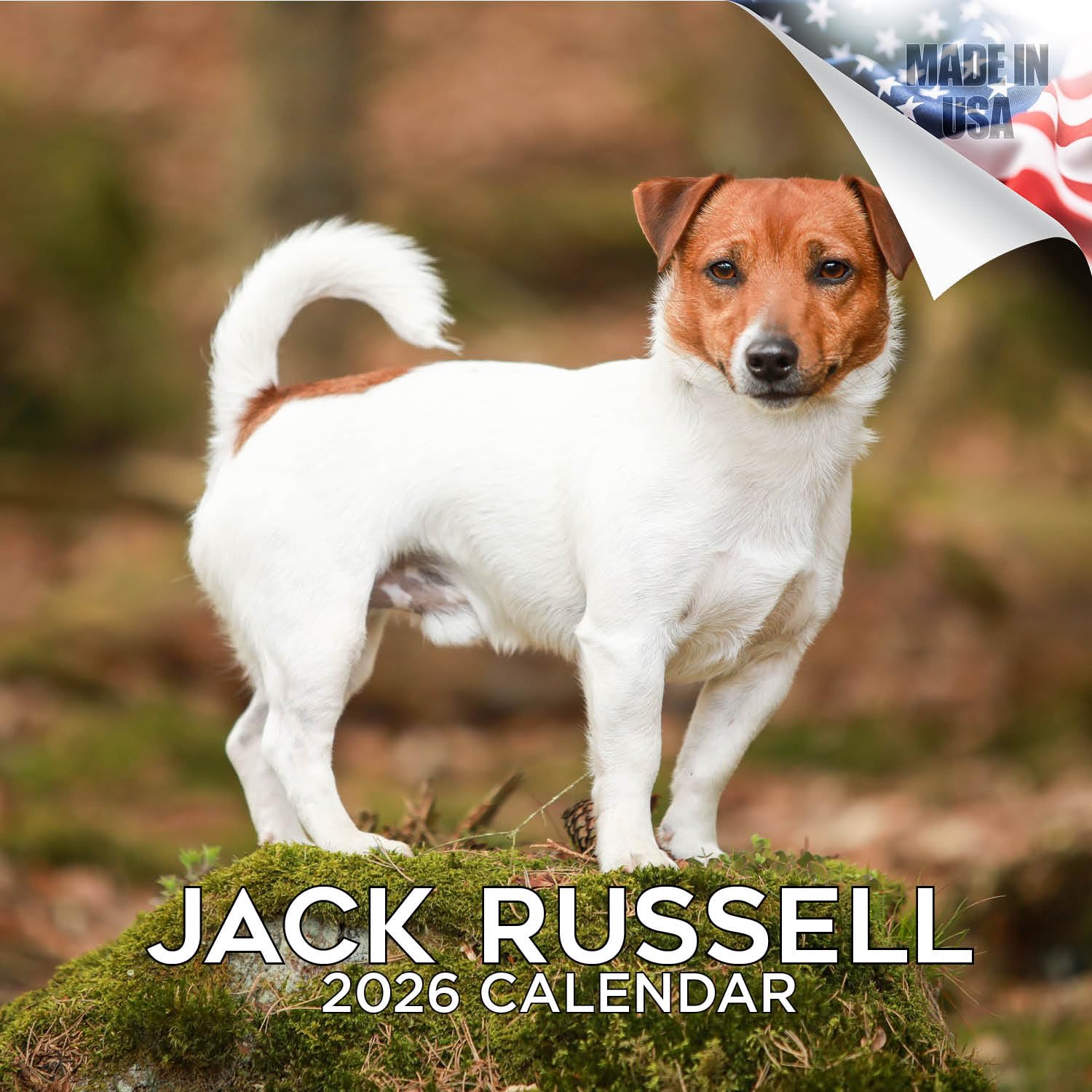 Jack Russell Calendar 2026 by MegaCalendars – Monthly Dog Breed Wall Calendar, Made in USA