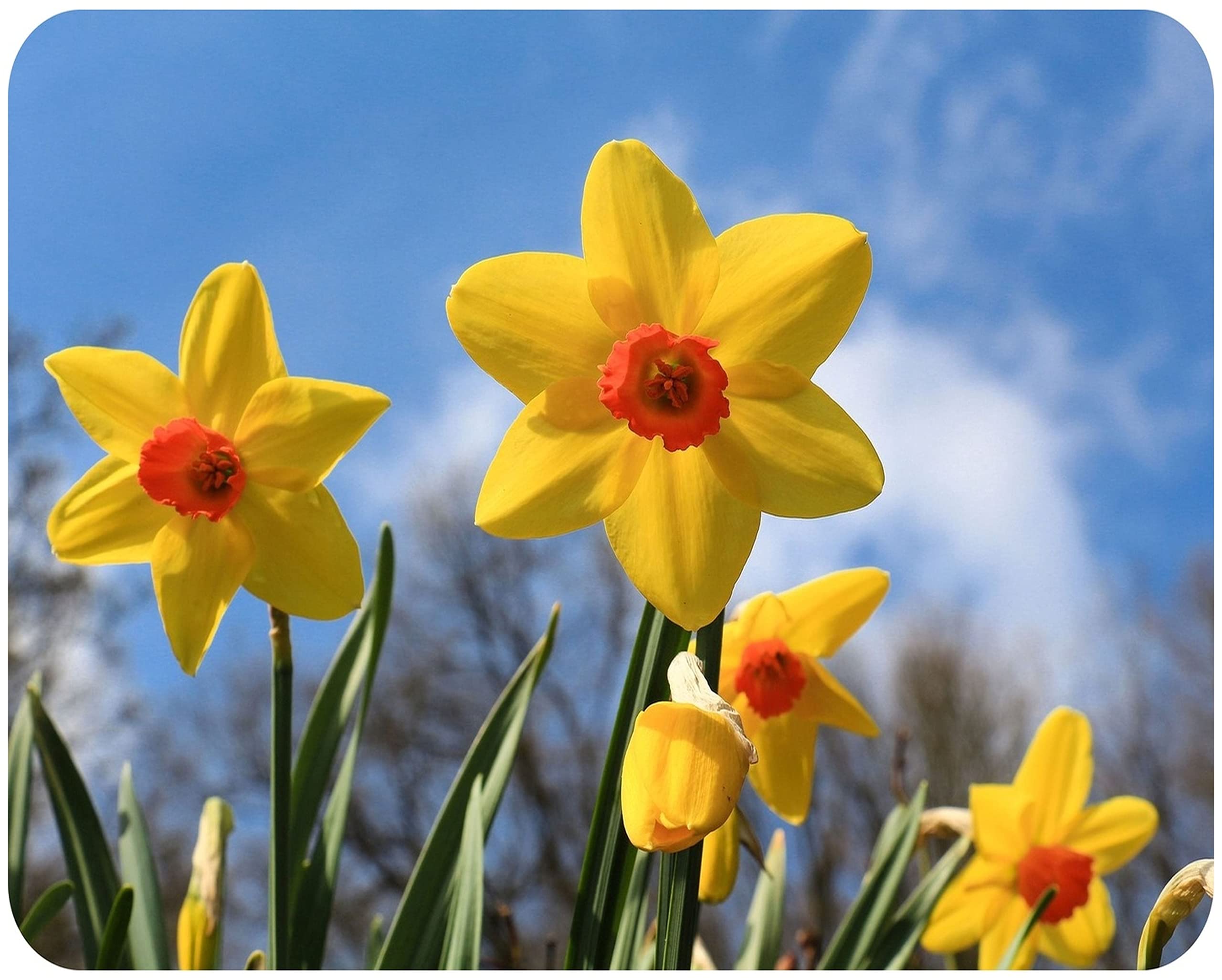 Springtime Daffodils - Glass Worktop Saver/Protector | Kitchen Cutting Board - by Pearl Glass (Close-up, 50 x 40cm Large) — image 1