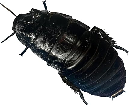 1 ct. Adult Male Live Gromphadorhina sp. Black Tiger Hissing Cockroach - Exo-Morphs