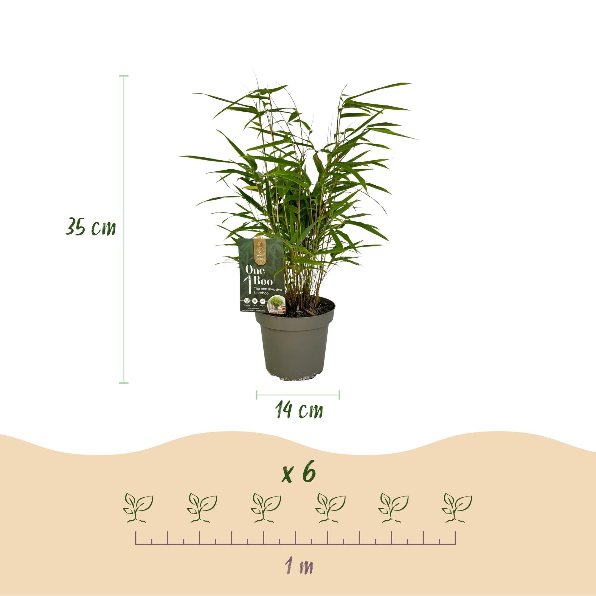 Green boutiQ - Bambou - Fargesia Rufa - Persistant - Non envahissant - Vert - 18 Plantes - Pot 14cm - Hauteur 35cm