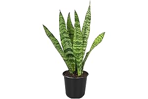 Live Snake Plants Indoor with Pot: Stunning Sansevieria for Air Purification