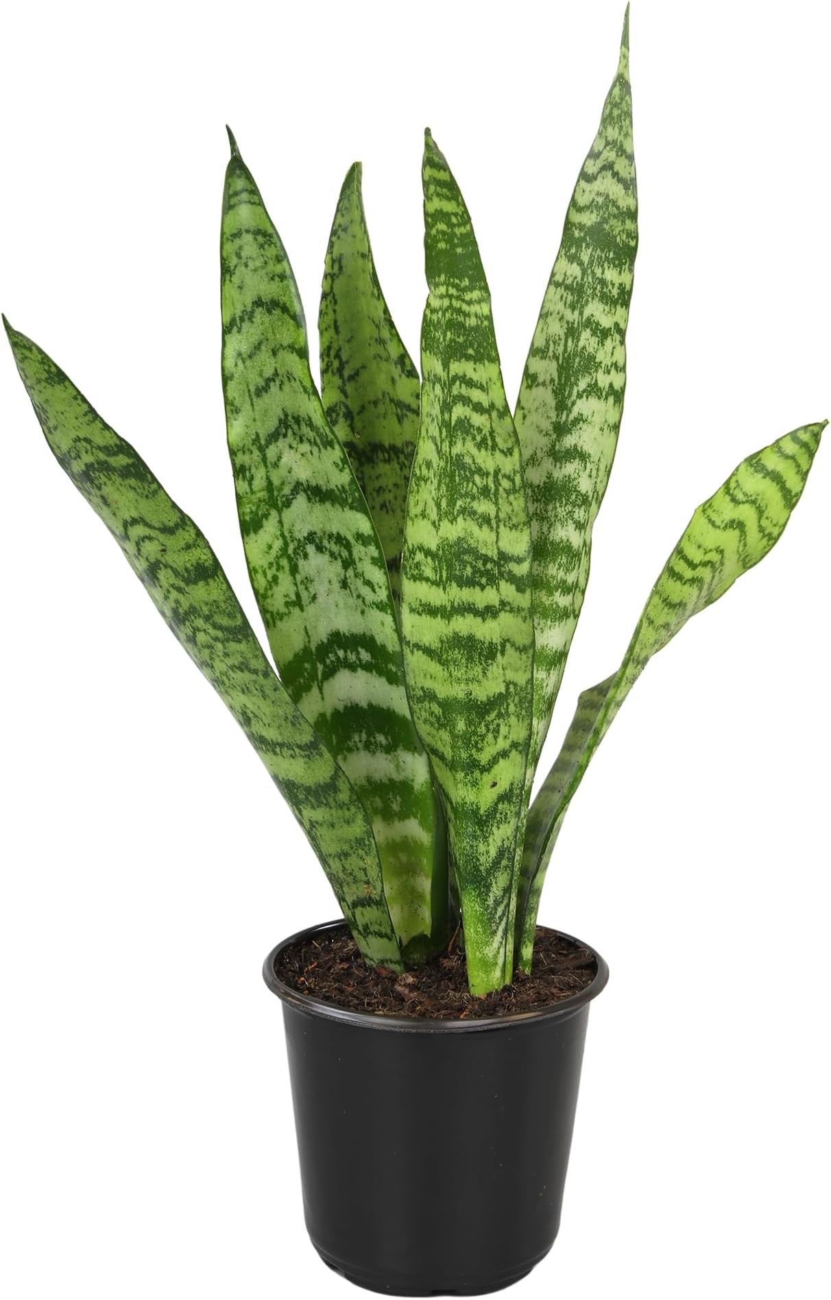 Altman Plants Live Snake Plant (Zeylanica), Approx. 13" Tall, Virtually Indestructible Easy Succulent Houseplant, 4 in Pot