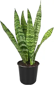 Altman Plants Sansevieria Zeylanica Variegated Snake Plants (Approx. 6