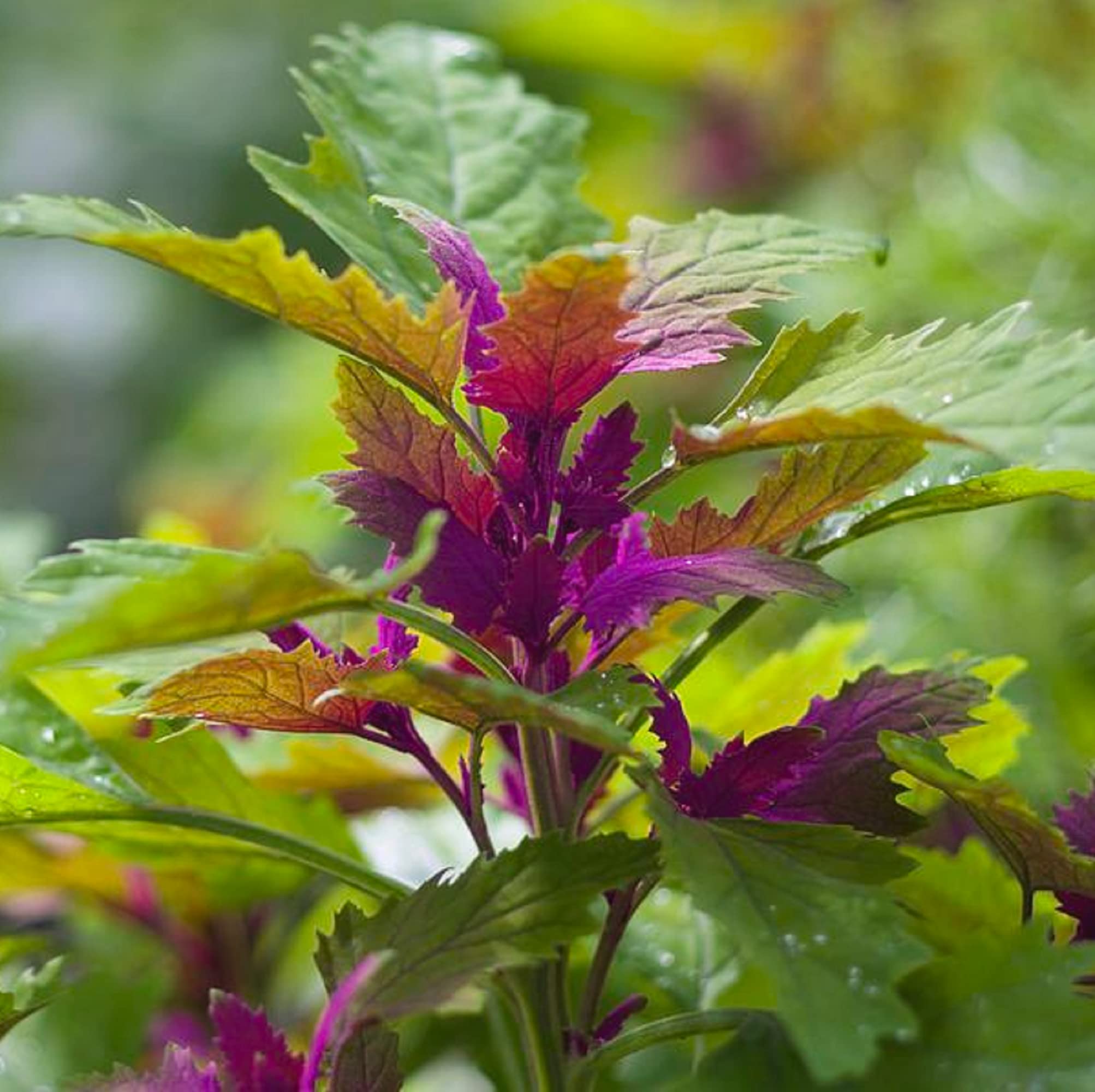 CHUXAY GARDEN100 Seeds Chenopodium Giganteum Seed,Tree Spinach Annual Upright Shrub Edible Vegetable Great for Salad