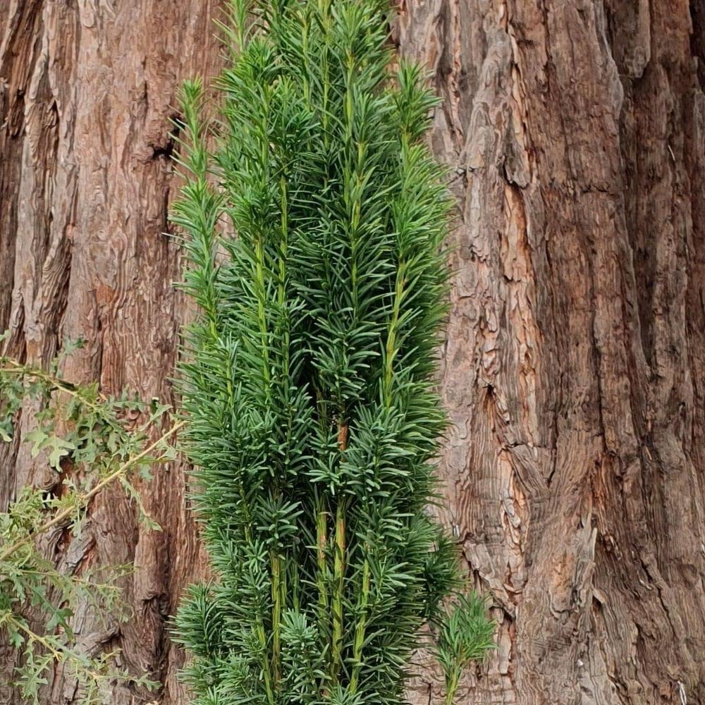 Plant theory Fastigiata Robusta English Yew Conifer Tree Taxus Baccata Evergreen 3L Pot