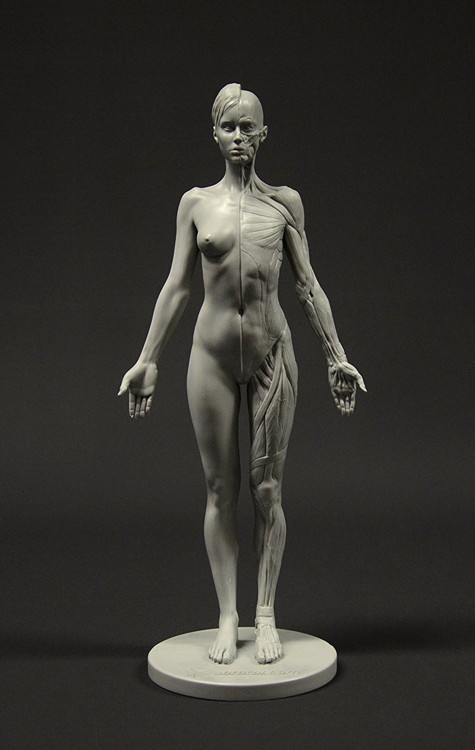 3dtotal Female Anatomy Figure: 10.5-inch Anatomical Reference for Artists (Grey)