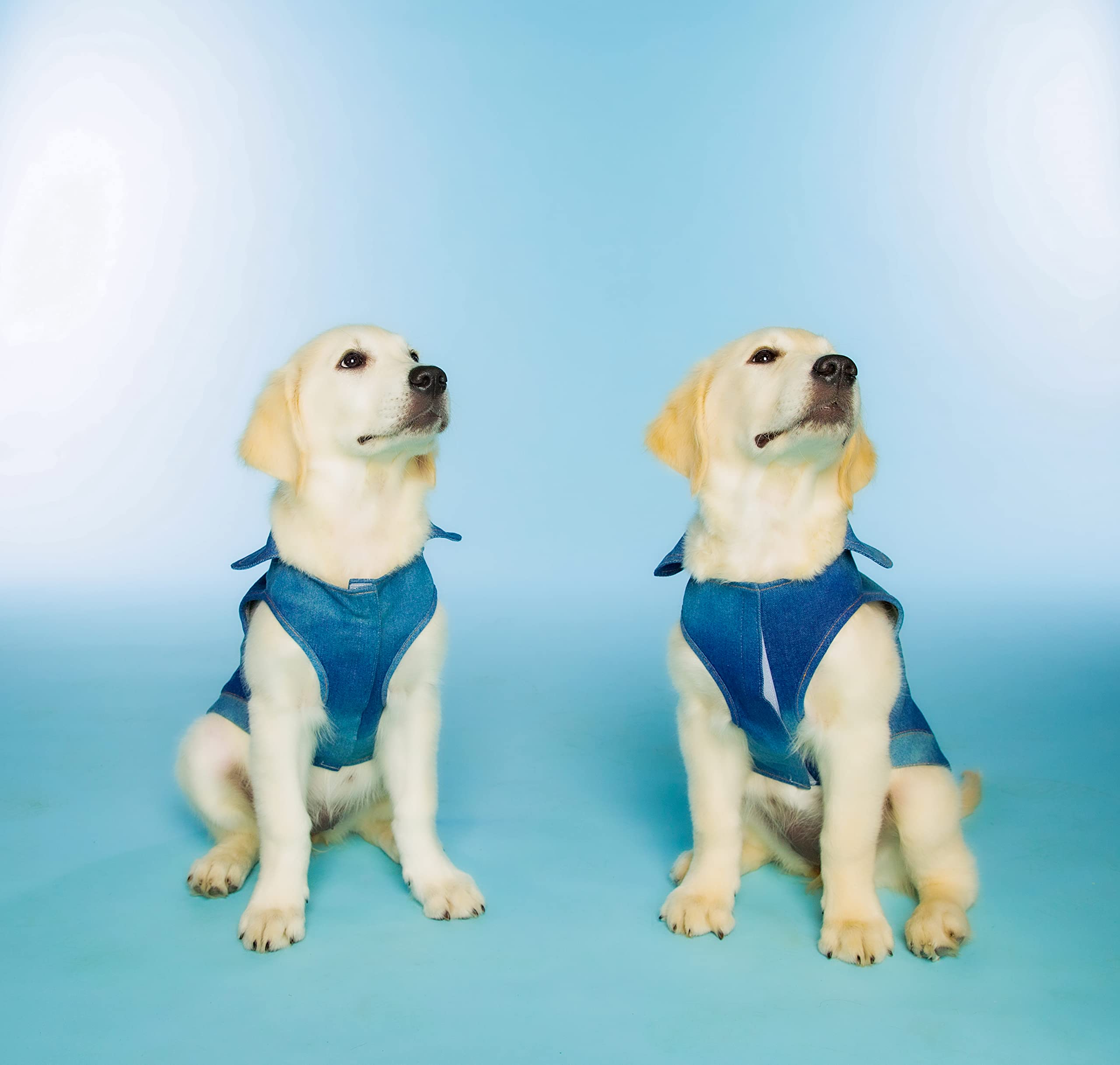 Dolly Doggy Parton - Chaqueta Vaquera Azul con Cuello para Perros, Ropa para Perros