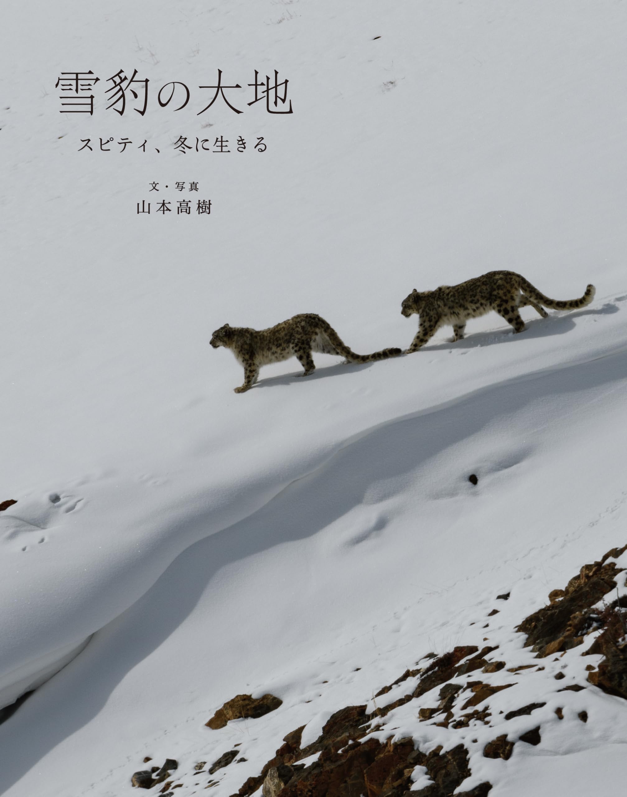 Amazon.co.jp: 雪豹の大地 スピティ、冬に生きる : 山本高樹: 本