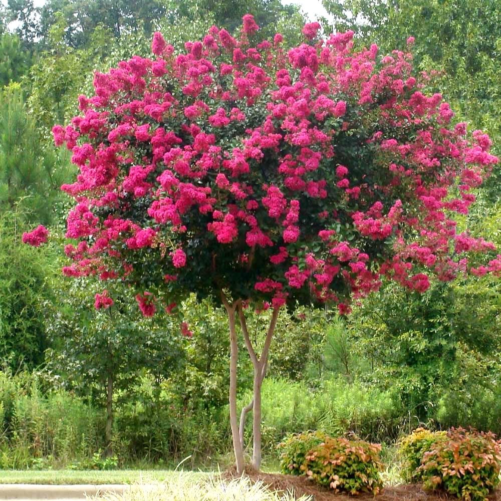 Lagerstroemia indica Fuxia pianta in vaso ø19 cm con canna h 100/120 cm Colori a scelta Vivaio di Castelletto