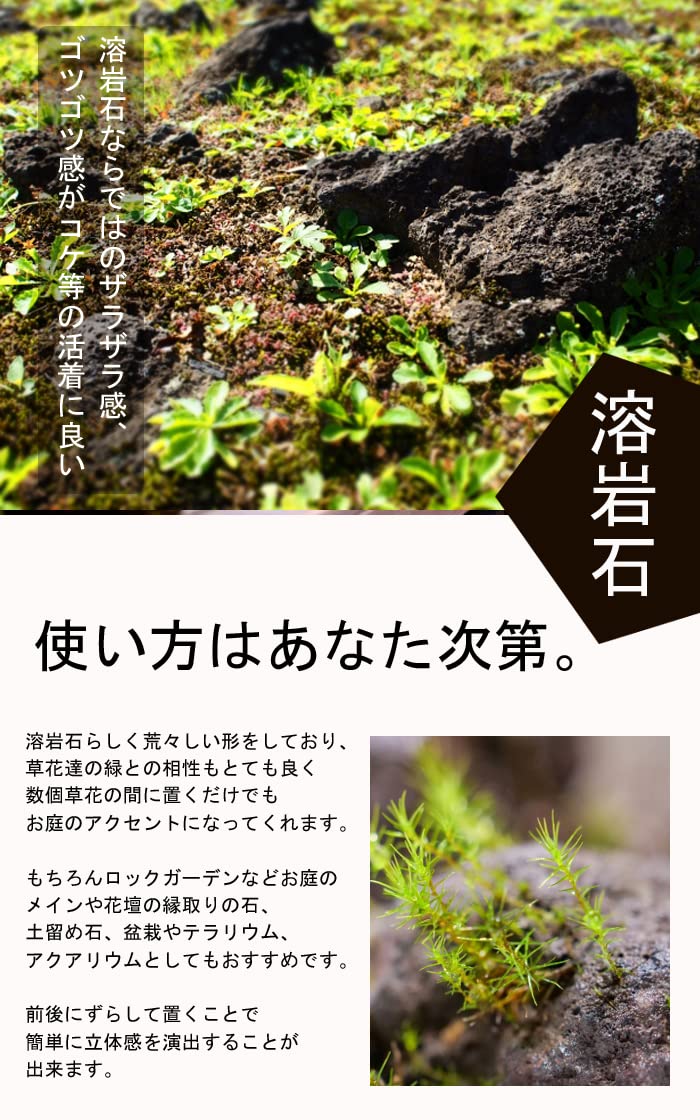 Amazon | 【 石材 】 溶岩石 黒 1個 苔テラリウム 盆栽 テラリウム