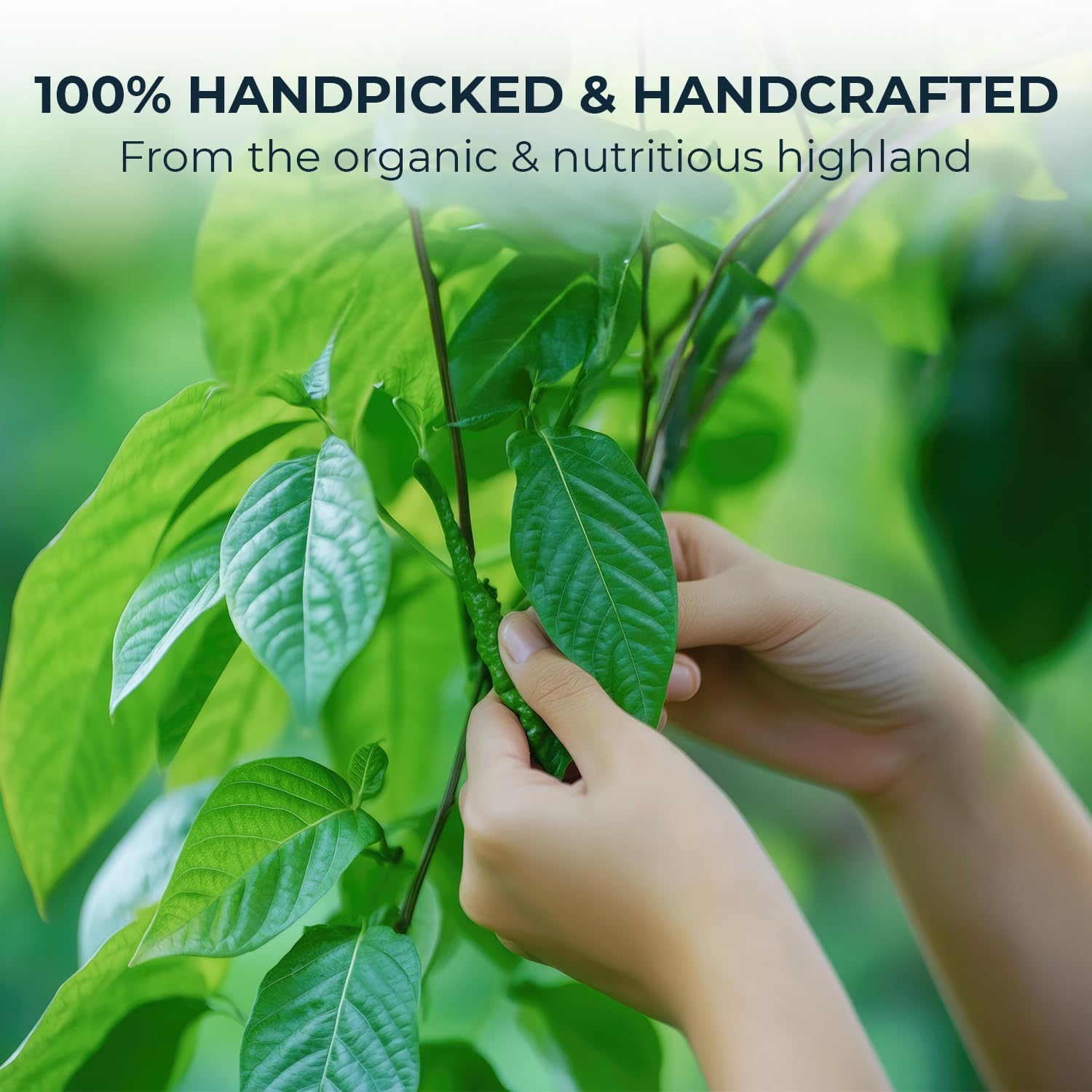 Celastrus Hindsii Leaf Tea - Re-Steep Pure Whole Leaves Vacuum Sealed - 4.23 oz, Support Health,System, Natural Herbal Tea, No Sugar, No Additives