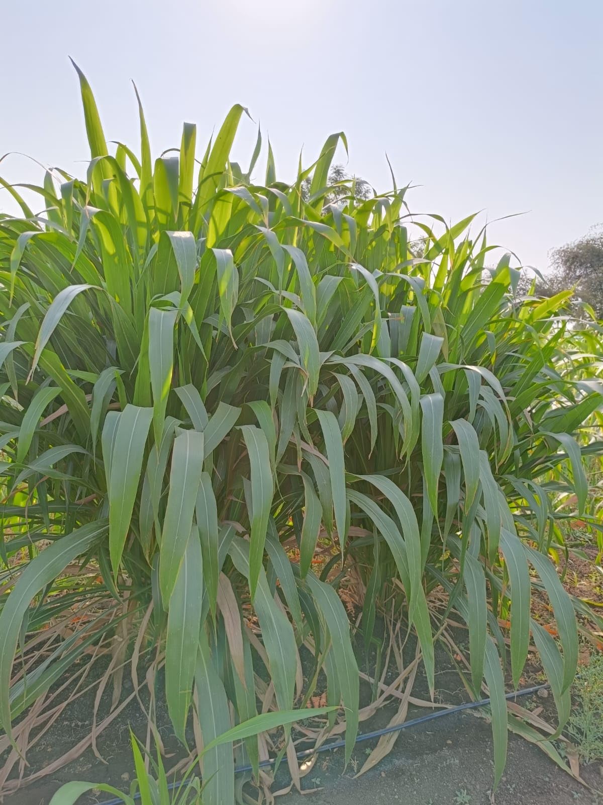 American 5G Napier Grass, Guatemala grass, Guatemalan grass, pasto guatemala, Super Napier, 5G grass, Smart Napier grass, Napier Grass, Pakchong 1 Super Napier, Yash Goat Farm. 5 sticks (3nodes each) (B0C78LKJV6) Amazon Price History, Amazon Price Tracker