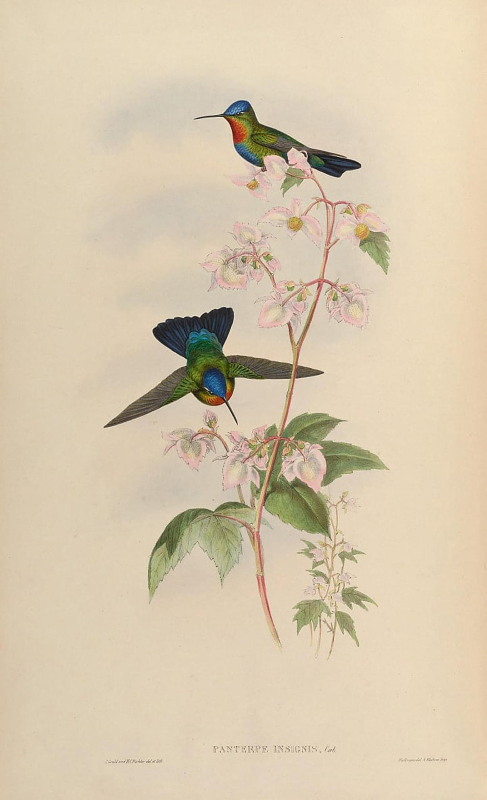 SERENDIPITP Vintage Wall Art Canvas Nordic Poster Canvas Print Picture Animal Bird Panterpes Insignis by John Gould Wall Art Poster for Home Decor 60x90cm