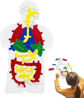 Comprar Mxshc del Cuerpo Humano, del Digestivo Humano, Juguetes De Aprendizaje Científico para Niños Adolescentes Estudiantes Y Docentes