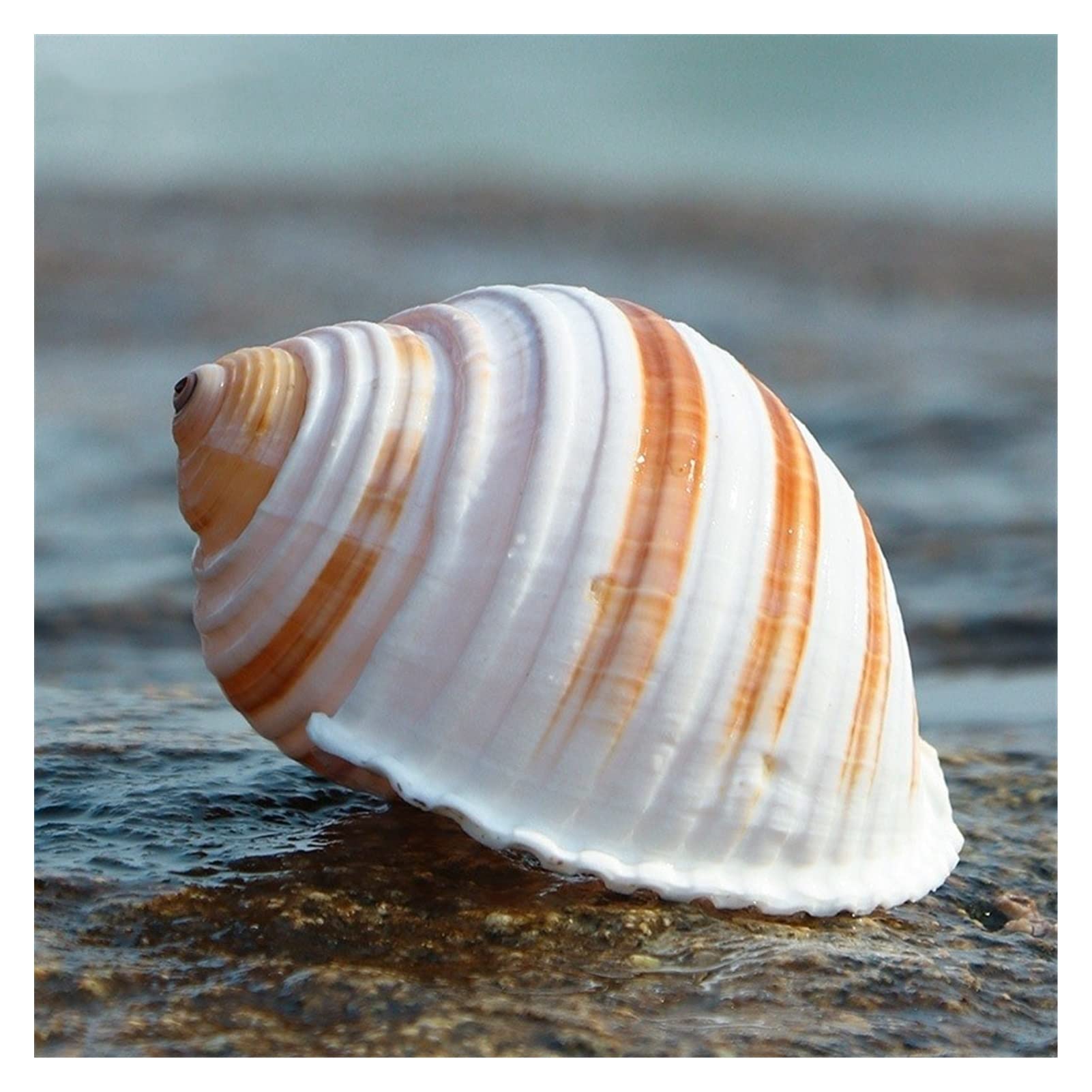 12 Teile/los Neue Seeschnecke Natürliche Shell Große Tritonshorn Aquarium Aquarium Rolle Schalentiere Zucht Mittelmeer Topf Einrichtung Ozean Dekoration Raumdekoration (Color : 10-11cm)