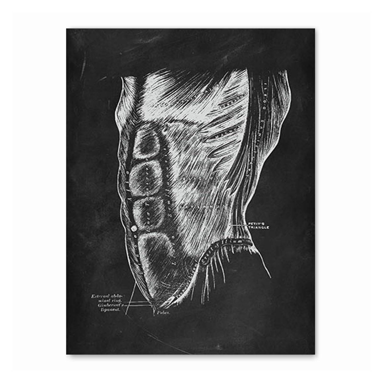 1 Szt. Anatomia Człowieka Grafika Klinika Medyczna Obraz Ścienny Narząd Szkieletowy Układ Mięśniowy Druk W Stylu Vintage Na Płótnie Plakat O Edukacji Ciała | [](9029-01,40x50cm)