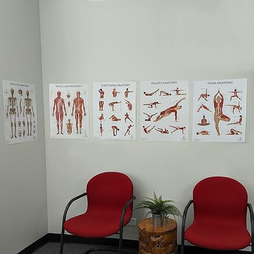 Miniatura 6 de Póster de anatomía de yoga, laminado, carteles de anatomía y fisiología, póster de fitness, 17.3 x 22.5 pulgadas, póster de educación física, póster