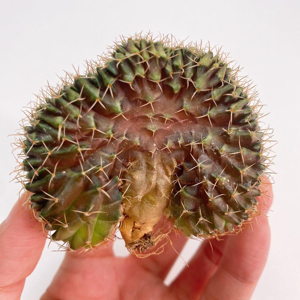 Amazon.co.jp: LB2178綴化！多肉植物 サボテン ギムノカリキウム