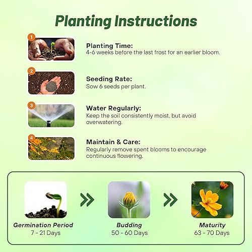 Miniatura 4 de Outsidepride 2000 semillas anuales Cosmos Sulphureus Bright Lights Yellow Cut Flower Seeds para plantar