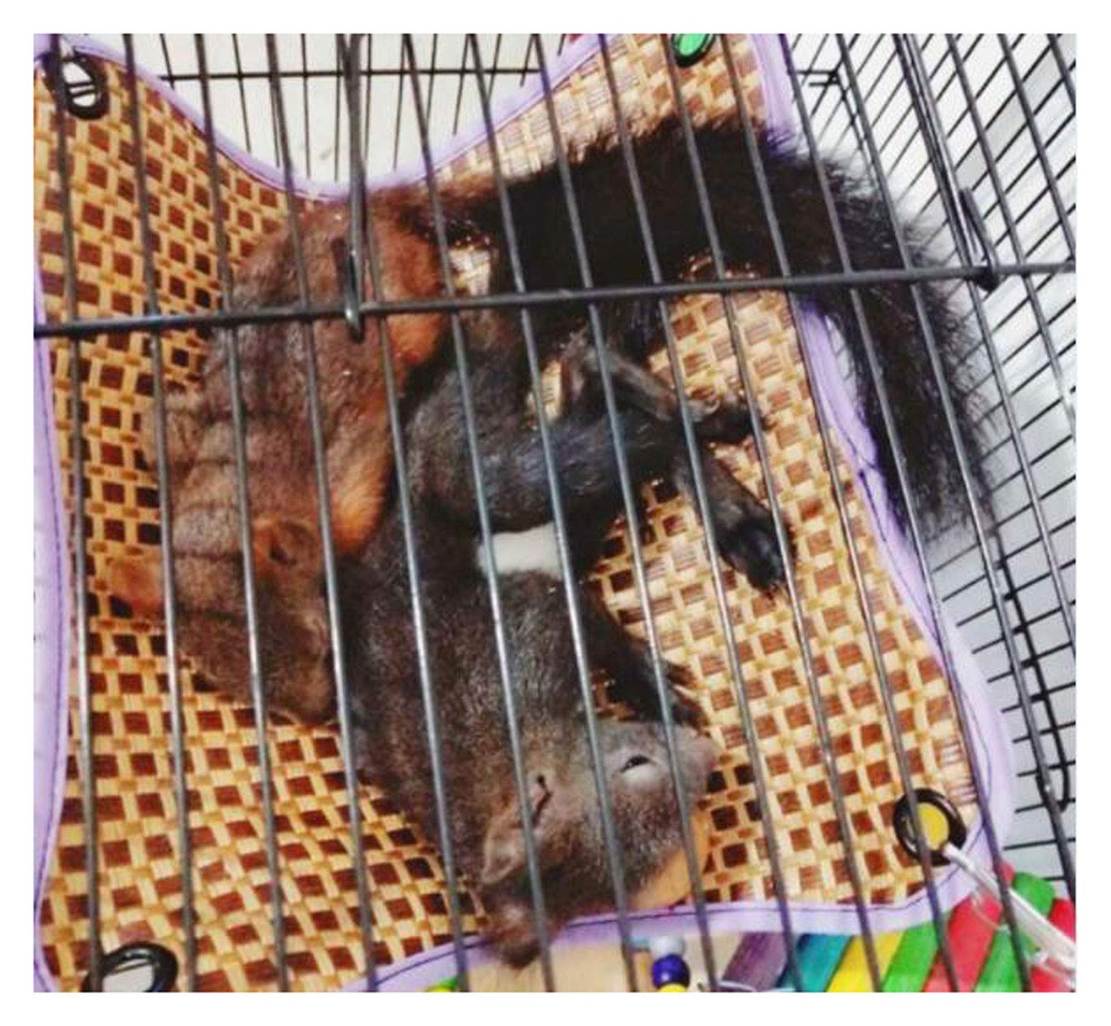 Amazon | ふく福 涼しい ペットハムスター ハンモック 通気性小動物