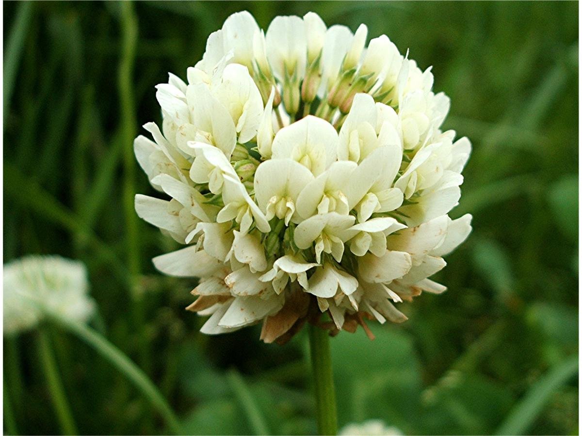 Graines De Trèfle Blanc (Trifolium Repens) - Environ 30000 Graines - Engrais Vert Et Couvre-sol