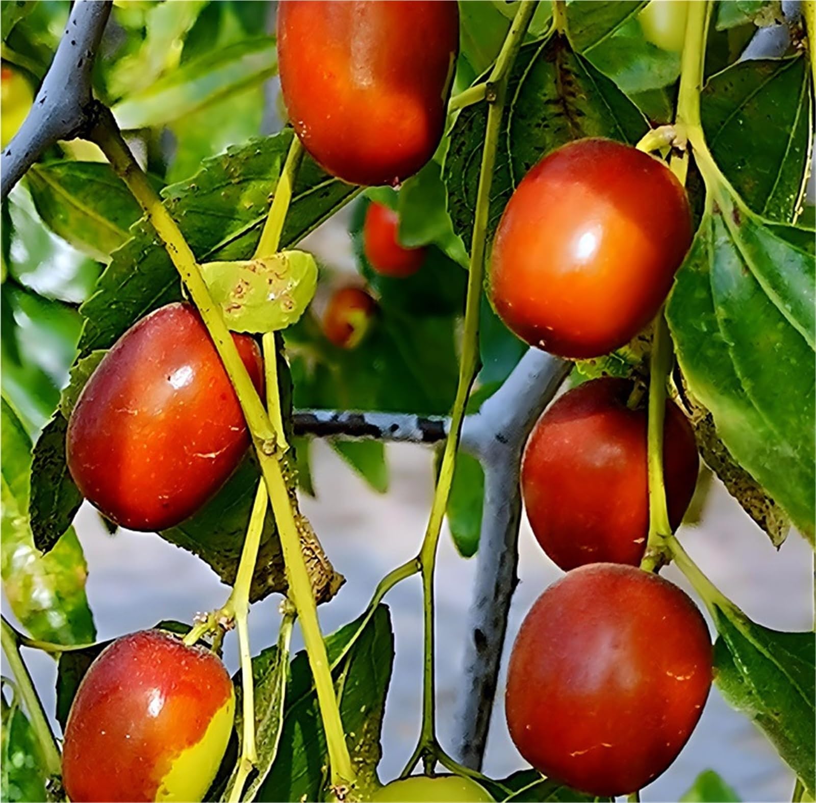 Kristalljujuben mit Gelatine aus Eselshaut, einzeln verpackt, 100 g, verzehrfertige Trockenfrüchte(300g)