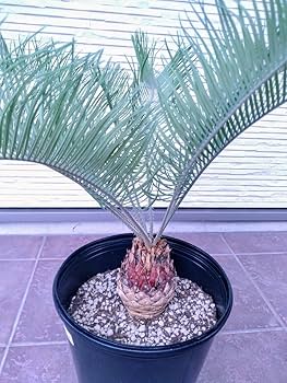 Amazon.co.jp: サイカス カイルンシアナ (10cmサイズ) : ホーム&キッチン Amazon.co.jp: サイカス カイルンシアナ (10cmサイズ) : ホーム&キッチン