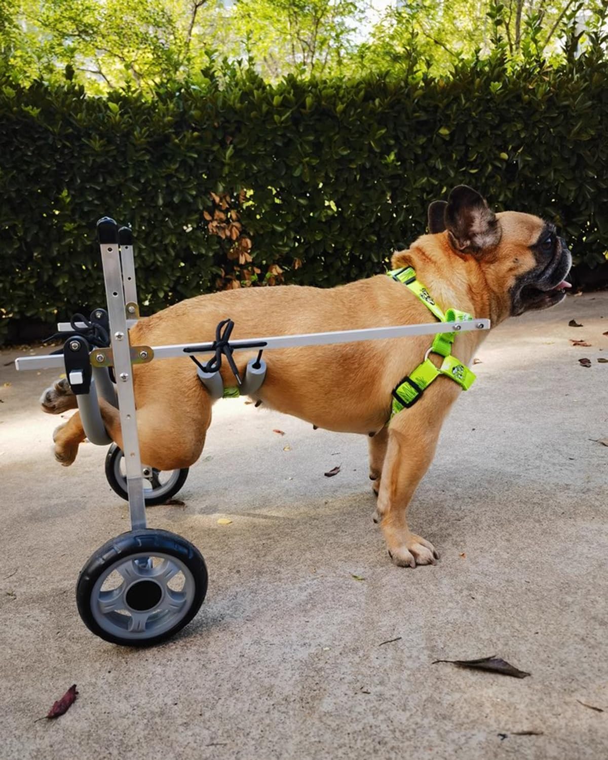 Fauteuil roulant pour chat et chien XXS XS S - Chariot métallique rééducation pattes arrière